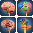 Icono de programa: My Brain Anatomy