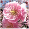 Icono de programa: Plum Blossom Oracle