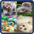 Icono de programa: Animated Cat GIF