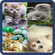 Icon of program: Animated Cat GIF