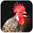 Icono de programa: Rooster Sounds