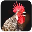 Icon of program: Rooster Sounds
