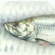 Icon of program: FishySkins - Fish Wallpap…