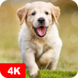 Icono de programa: Dog Wallpapaers & Puppy B…