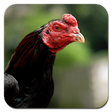 Icono de programa: Ternak Ayam Bangkok Petar…