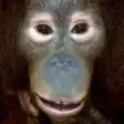 Icon of program: Talking Orangutan