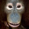 Talking Orangutan icon