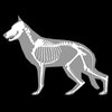 Icon of program: 3D Canine Anatomy