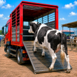 Icono de programa: US Animal Truck Farming …