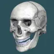 Icon of program: Human Bones 3D (anatomy)