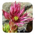 Icon of program: Mountain Flowers Guide (A…