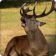 Icon of program: Deer Sounds Ringtone