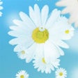 Icon of program: Flying Camomiles Screensa…