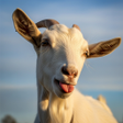 Icon of program: Goat Fighting Game- Goat …