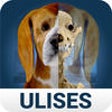 Icon of program: Osteology in Dogs (Licens…