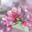 Icon of program: Cherry Blossom Live Wallp…