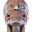Icon of program: Visual Anatomy 3D | Human