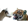 Icono de programa: Bagh-Bakri (Tiger-Goat)