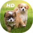 Icon of program: Cute Puppies Live Wallpap…