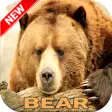 Icon of program: Bear Wallpaper HD