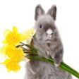 Icon of program: A Talking Easter Bunny
