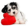 Icon of program: WAStickerApps Dog memes  …