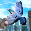 Icono de programa: Wild Pigeon Bird City Sim…