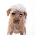 Icon of program: Talking Pup