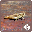 Icono de programa: Cricket Sounds