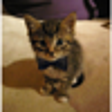 Icono de programa: Cute Pics Daily for Windo…