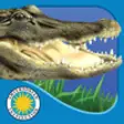 Icon of program: Alligator at Saw Grass Ro…