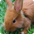 Icon of program: Baby Rabbit Wallpaper