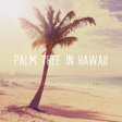 Icono de programa: Cute Theme Palm Tree in H…