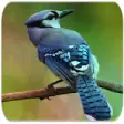 Icon of program: Blue Jay Bird sounds