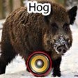 Icon of program: Real Hog Hunting Calls & …