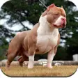 Icon of program: Pitbull Dog Wallpaper HD
