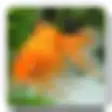 Icon of program: AniPet Goldfish Live Wall…