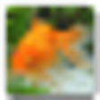 Icon of program: AniPet Goldfish Live Wall…