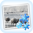 Icon of program: Snow Daze