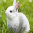 Icono de programa: Cute Rabbit Live Wallpepe…