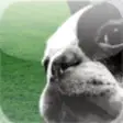 Icon of program: Dog Training Sound Set