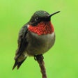 Icon of program: Hummingbird Tracker
