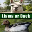 Icon of program: Llama or Duck