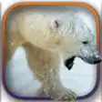 Icon of program: Aggressive Wild Bear - 3D…