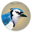 Icon of program: Dawn Chorus
