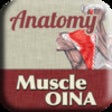 Anatomy - Muscle OINA icon