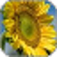 Icon of program: QuSmart Web Gallery Build…