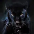 Icon of program: Panther Wallpapers HD