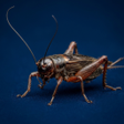 Icono de programa: Cricket Sounds