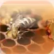 Icon of program: Beekeeping - Learn How to…